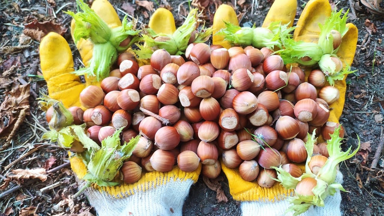 Fındıqda aflatoksin təhlükəsi və mübarizə yolları