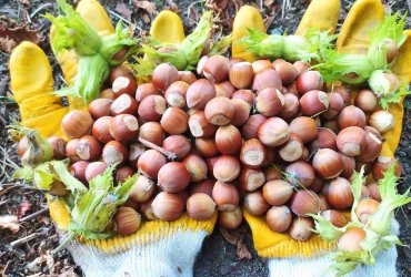 Fındıqda aflatoksin təhlükəsi və mübarizə yolları