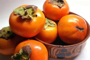 Xurma ağacının əkilməsi və qulluq qaydaları