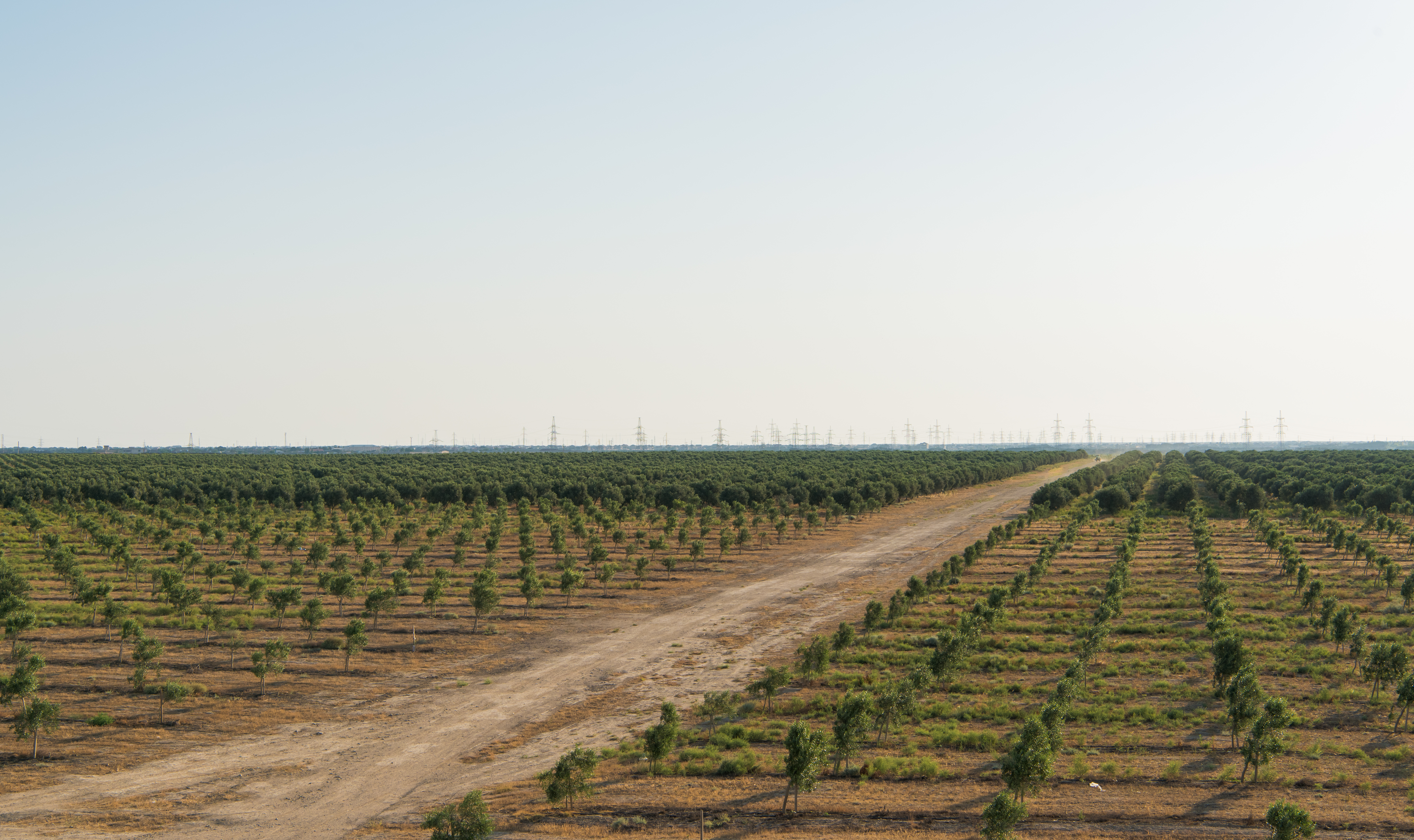Zeytun bağı necə salınır? Addım-addım əkin qaydaları