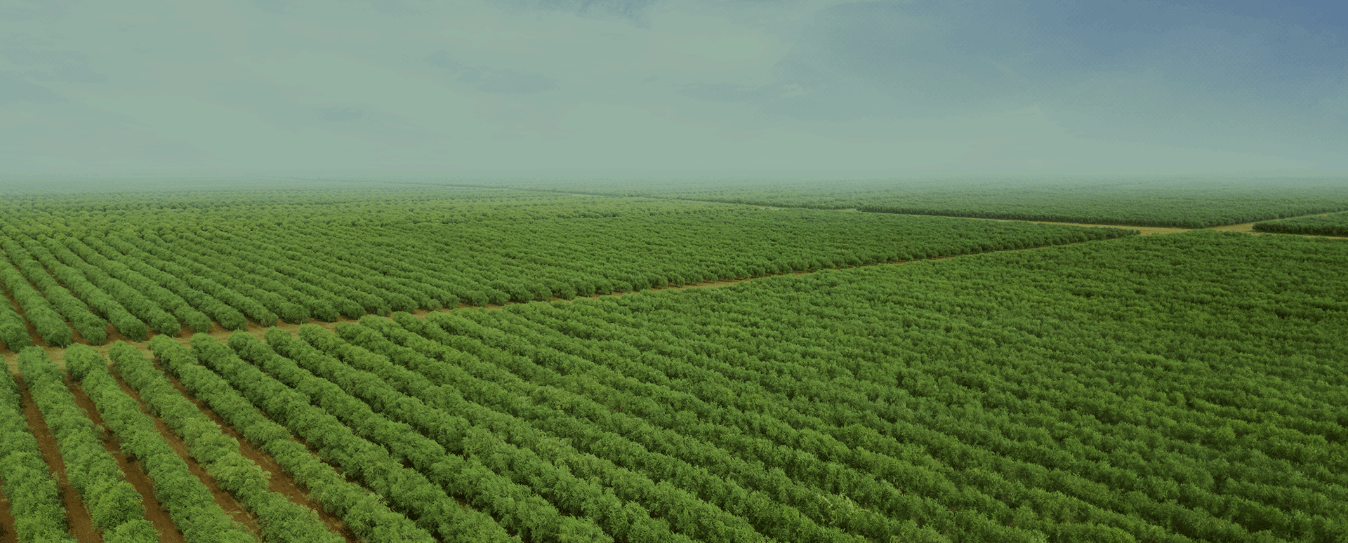 Zeytun bağlarının peşəkar salınması