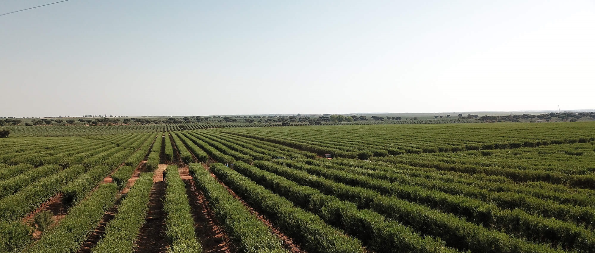 Badam bağlarının peşəkar salınması 