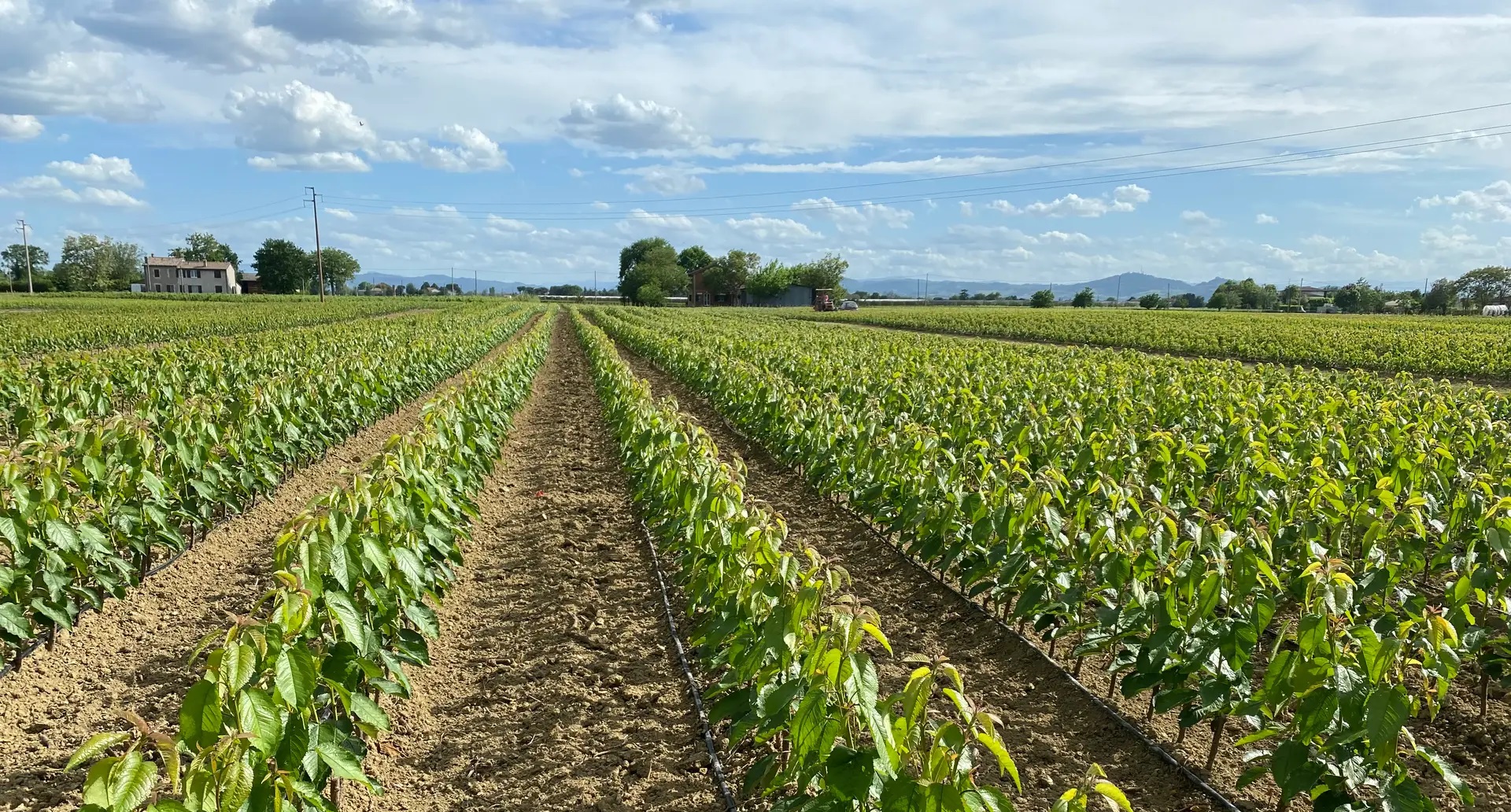 Təzə və sağlam tinglər