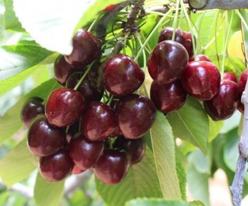 Gilas tingi 0900 Ziraat