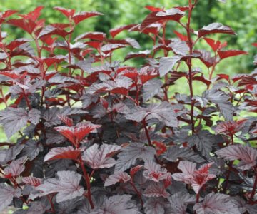 Physocarpus Opulifolius 