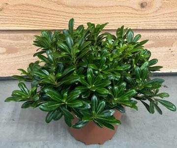Pittosporum