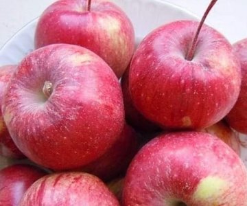 Alma tingi Qızıləhmədi