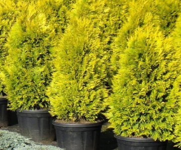 Tuya Brabant qızılı