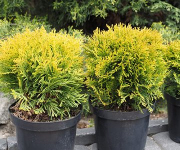 Qərb Tuyası Qızılı