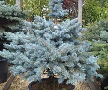 Tikanlı mavi küknar