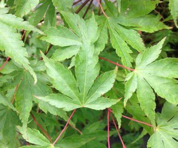 Ağcaqayın yaşıl yarpaq