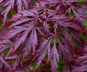 Ağcaqayın qırmızı yarpaq