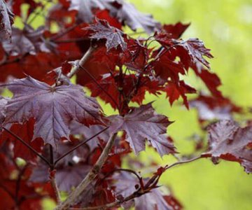 Çinar qırmızı yarpaq