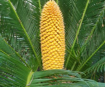 Əyriyarpaq saqovnik