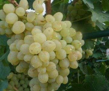 Ağ şanı üzüm tingi