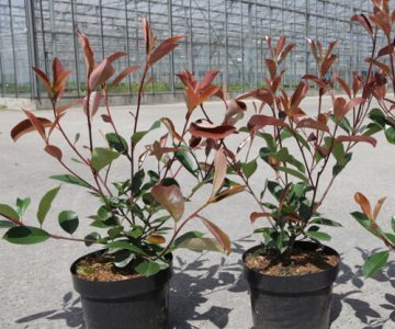 Fotiniya (alov ağacı)