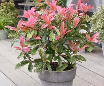 Fotiniya (alov ağacı)