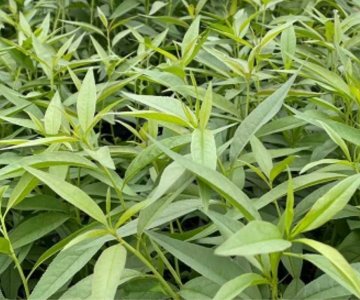 Şaftalı calaq altı GF-677