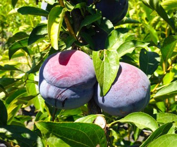 Gavalı tingi Angeleno