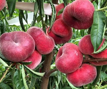 Şaftalı tingi Contessa