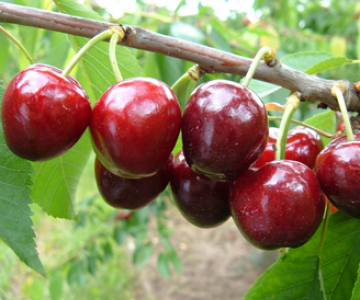 Gilas tingi Ferdouce