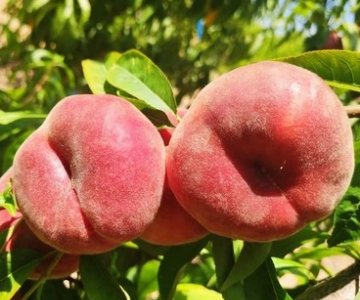 Şaftalı tingi Guayox 35