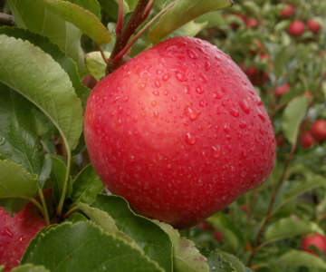 Alma tingi Rosy Glow