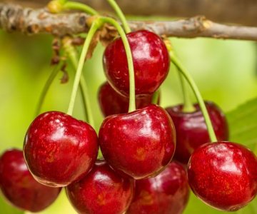 Gilas tingi Staccato