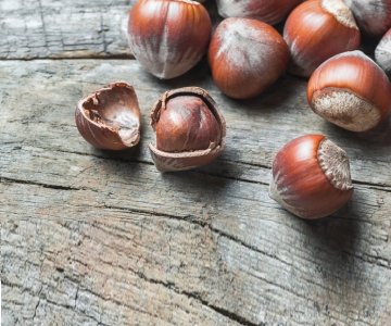 Fındıq tingi Tonda Di Giffoni