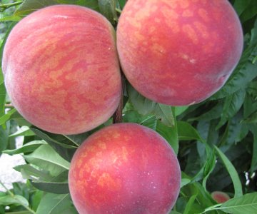 Şaftalı tingi Astoria