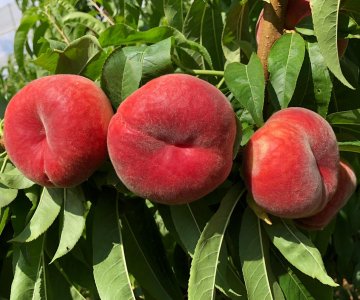 Şaftalı tingi Babylone