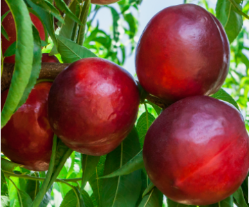 Nektarin tingi Big Glory