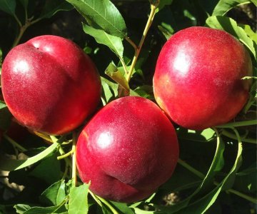 Nektarin tingi Big Top