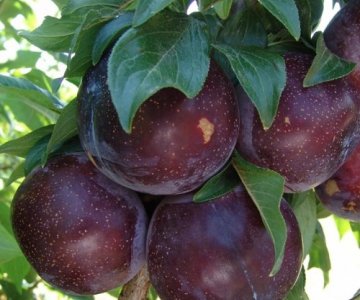 Gavalı tingi Black Diamond