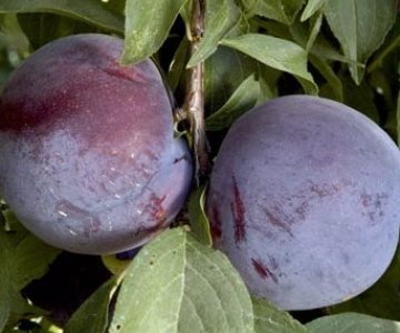 Gavalı tingi Black Splendor