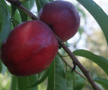 Nektarin tingi Big Caldesi 2000