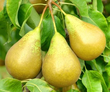 Armud tingi Conference