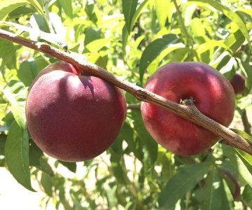 Nektarin tingi CopaCabana