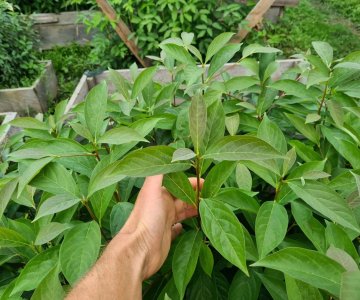Diospyros lotus calaqaltı