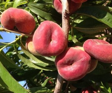 Şaftalı tingi Divadona