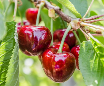 Gilas tingi Early Lory