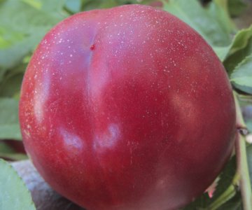 Nektarin tingi Extreme 761