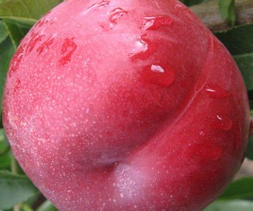 Nektarin tingi Extreme May