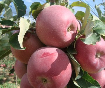 Alma tingi Fuji Zehn Astec