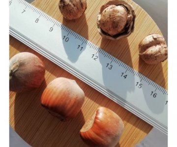 Fındıq tingi Nokkiyone