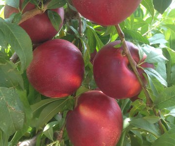 Nektarin tingi Gardeta