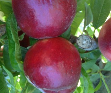 Nektarin tingi Garofa