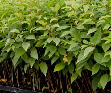 VSL-2 calağaltısı (Gilas üçün)