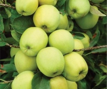 Alma tingi Golden Reinder