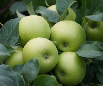 Alma tingi Granny Smith